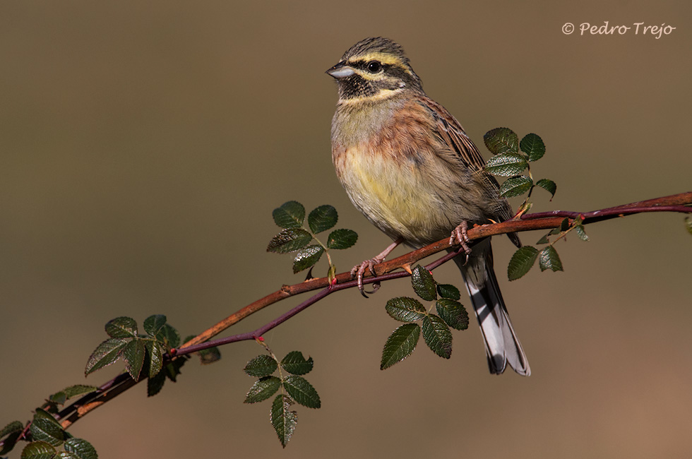 Escribano soteño (Emberiza cirlus)